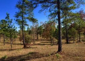 PRICE REDUCED! Hunting Plantation with lodge Crawford County, GA