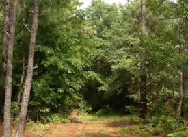 17.79 ACRE HUNTING RETREAT WITH HOMESITE
