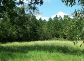 44 Acre Recreational/Hunting & Timber Tract