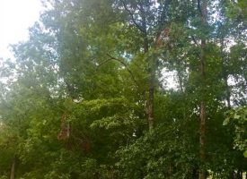 80 acre hunting tract with homesite, beautiful rolling hills, and paved rd frontage