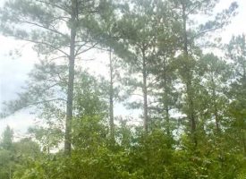80 acre hunting tract with homesite, beautiful rolling hills, and paved rd frontage
