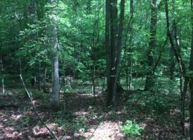 Affordable small hunting tract with adjoining 54 acres available in Lamar Co., GA