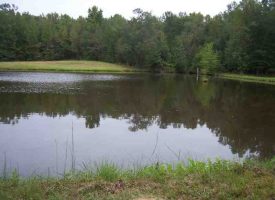Great family recreation/hunting tract with merchantable timber in Crawford County, GA.