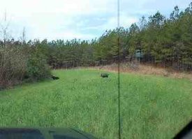 Great family recreation/hunting tract with merchantable timber in Crawford County, GA.