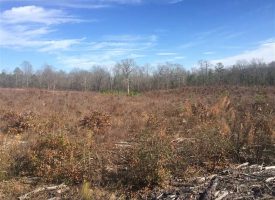 Affordable recreational tract with great homesite!