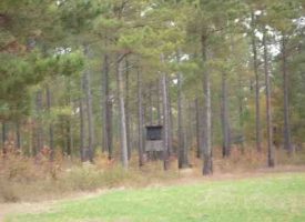 Trophy Deer Tract for Sale in Macon County, GA