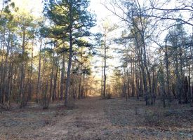 Beautiful & secluded hunting tract in Big Buck Country, Macon Co., GA