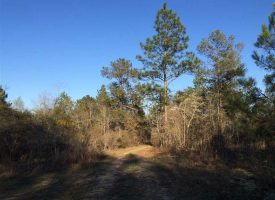 Beautiful & secluded hunting tract in Big Buck Country, Macon Co., GA