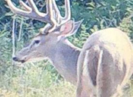 Excellent deer habitat, affordable price  near Macon, Crawford Co. GA