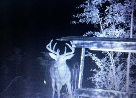 Excellent deer habitat, affordable price  near Macon, Crawford Co. GA