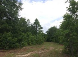 Hunting land with creek for sale near Oglethorpe in Macon County, GA