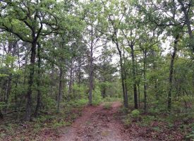 Great Hunting Tract with Creek in Mauk, Marion County GA