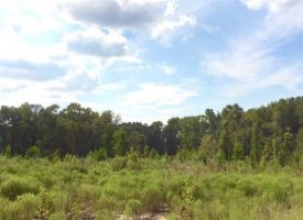 Great GA hunting tract located at the Crisp and Dooly County line.