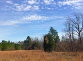 Excellent wooded hunting tract in Taylor County, GA