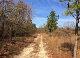Excellent wooded hunting tract in Taylor County, GA