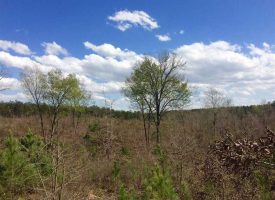 Great recreational tract with home site in Crawford County, GA
