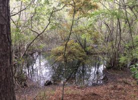 Timber, ag land, creek, ponds, and abundant wildlife near Hazelhurst, GA