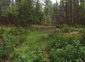 Nice hunting and timberland investment tract in Meriwether Co. GA Just Reduced