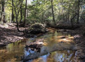 Excellent Deer Hunting Macon County GA, Additional Acreage Available