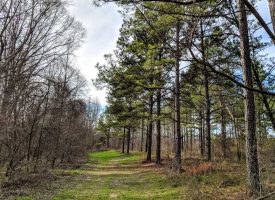Excellent Deer Hunting Macon County GA, Additional Acreage Available