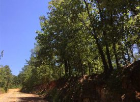 Secluded property with great hunting near Ellaville, Schley Co. GA