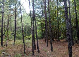 Secluded hunting and fishing tract near Buena Vista, GA