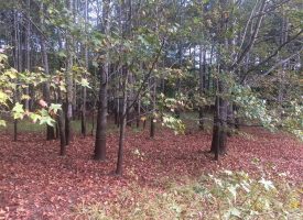 Great Pike County Location 18.49 Acres
