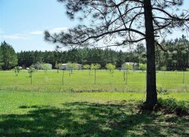 Mobile home, barns, timber, hay, and great hunting in Dooly County