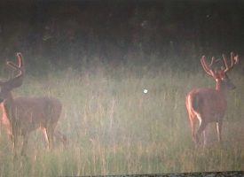 Big Bucks! Great hunting/homesite near Lake Eufaula, Quitman Co. GA