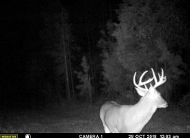 Big Bucks! Great hunting/homesite near Lake Eufaula, Quitman Co. GA