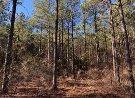 Wooded 7 Acre Homesite Taylor County