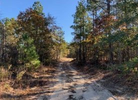 Wooded 7 Acre Homesite Taylor County