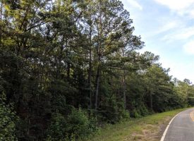 Wooded investment property located in Ideal, Macon Co., GA
