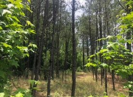 SOLD!! Undeveloped Residential Acreage