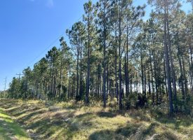 Paved Rd Frontage, Pines, & Hunting!