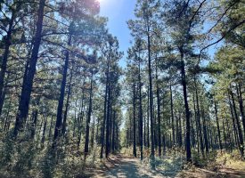 Paved Rd Frontage, Pines, & Hunting!
