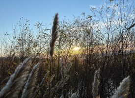 Great Duck Hunting and Fishing