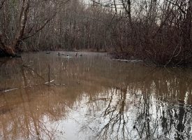 Great Duck Hunting and Fishing