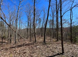 Wooded Acreage on Clear Creek