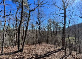 Wooded Acreage on Clear Creek