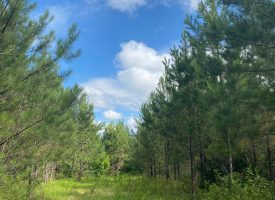 +/- 270 acres minutes from West Point Lake