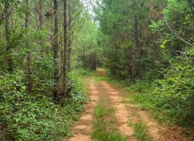 Hunting Land Minutes from West Point Lake