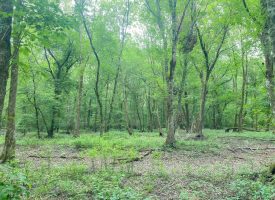 Hunting Land Minutes from West Point Lake