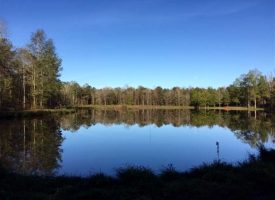 Gorgeous lake tract with timber and abundant wildlife, Upson Co. GA