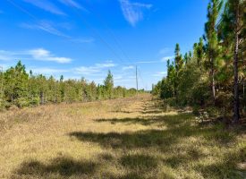 SOLD!! Paved Rd Frontage, Pines, & Hunting!