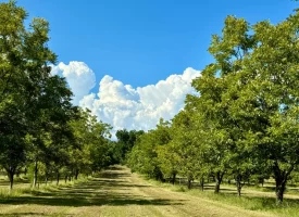 Cardinal Ridge Farm