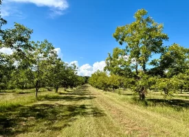 Cardinal Ridge Farm