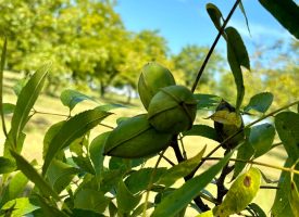 Cardinal Ridge Farm